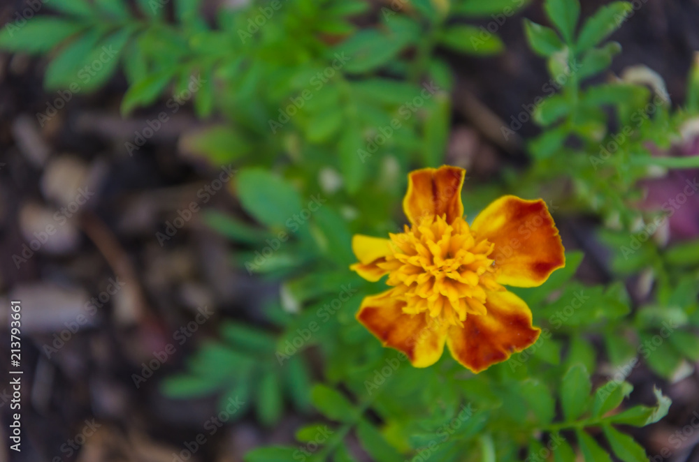 Very beautiful marigold flowers on a summer day Very beautiful marigold flowers on a summer day