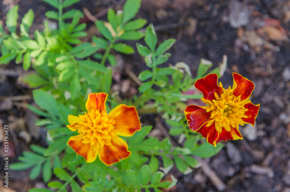 Very beautiful marigold flowers on a summer day Very beautiful marigold flowers on a summer day