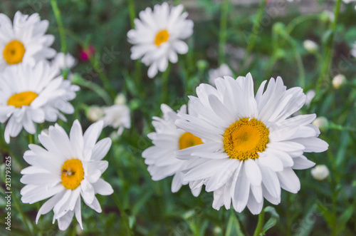 Charming daisies under the rays of the sun