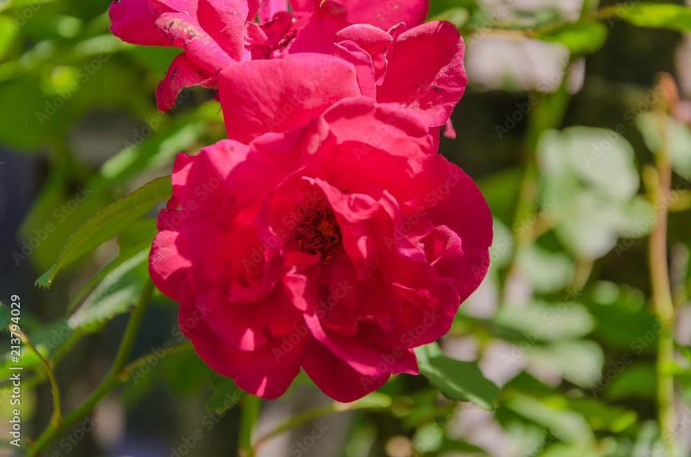 Flowers roses flowering in roses garden. Flowers roses flowering in roses garden.