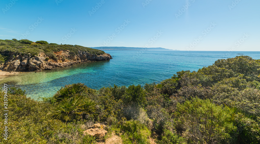 Plants by the sea by a small cove in Alghero Plants by the sea by a small cove in Alghero