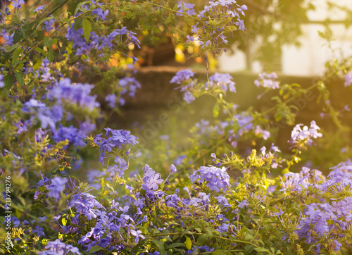 beautiful rural blue flowers in wild location agains sunlight.