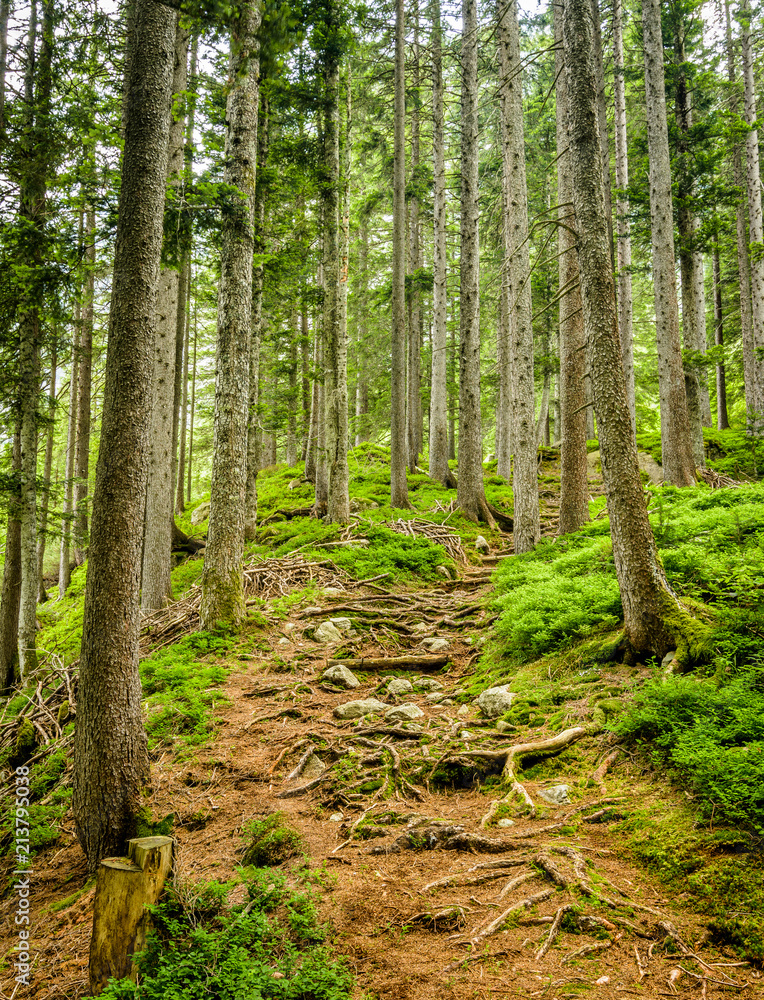 Forest in Switzerland Forest in Switzerland