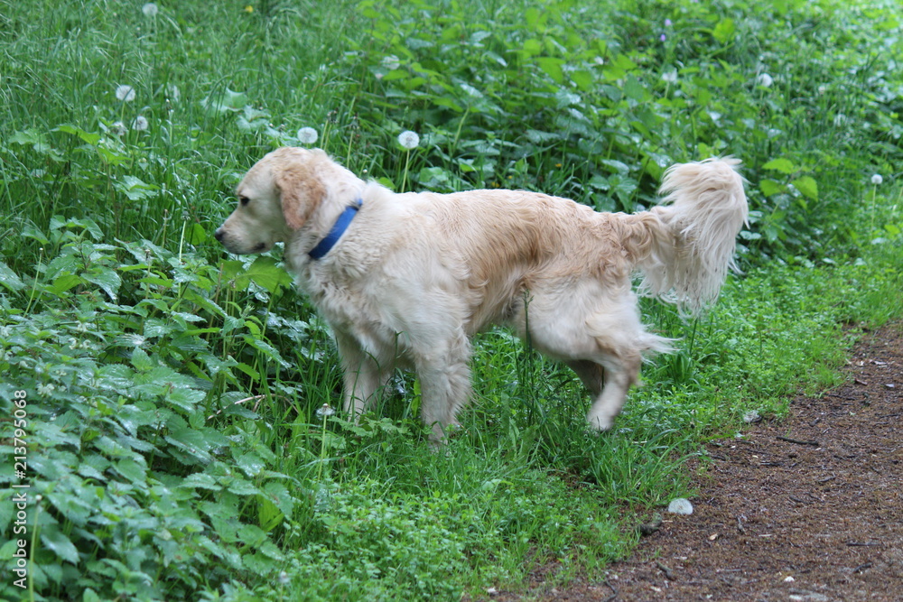 golden retrievers dog portrait in belgium golden retrievers dog portrait in belgium