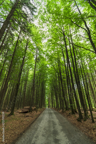 Beautiful green forest of fresh green deciduous trees.