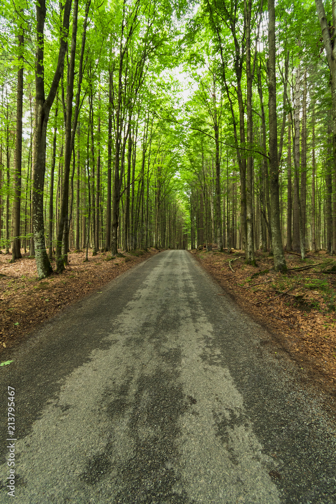 Beautiful green forest of fresh green deciduous trees. Beautiful green forest of fresh green deciduous trees.