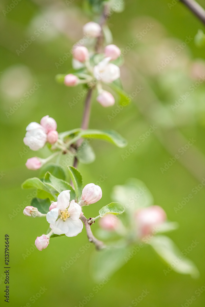 Branches of a blossoming apple-tree against the blue sky Branches of a blossoming apple-tree against the blue sky