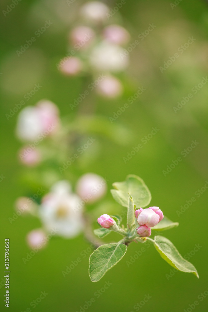 Branches of a blossoming apple-tree against the blue sky Branches of a blossoming apple-tree against the blue sky