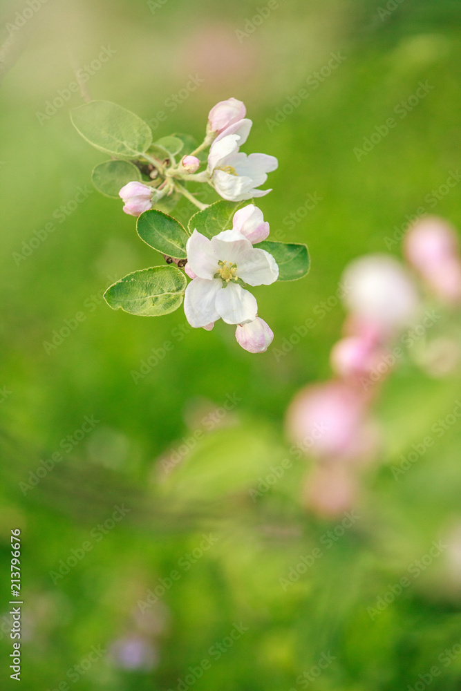 Branches of a blossoming apple-tree against the blue sky Branches of a blossoming apple-tree against the blue sky