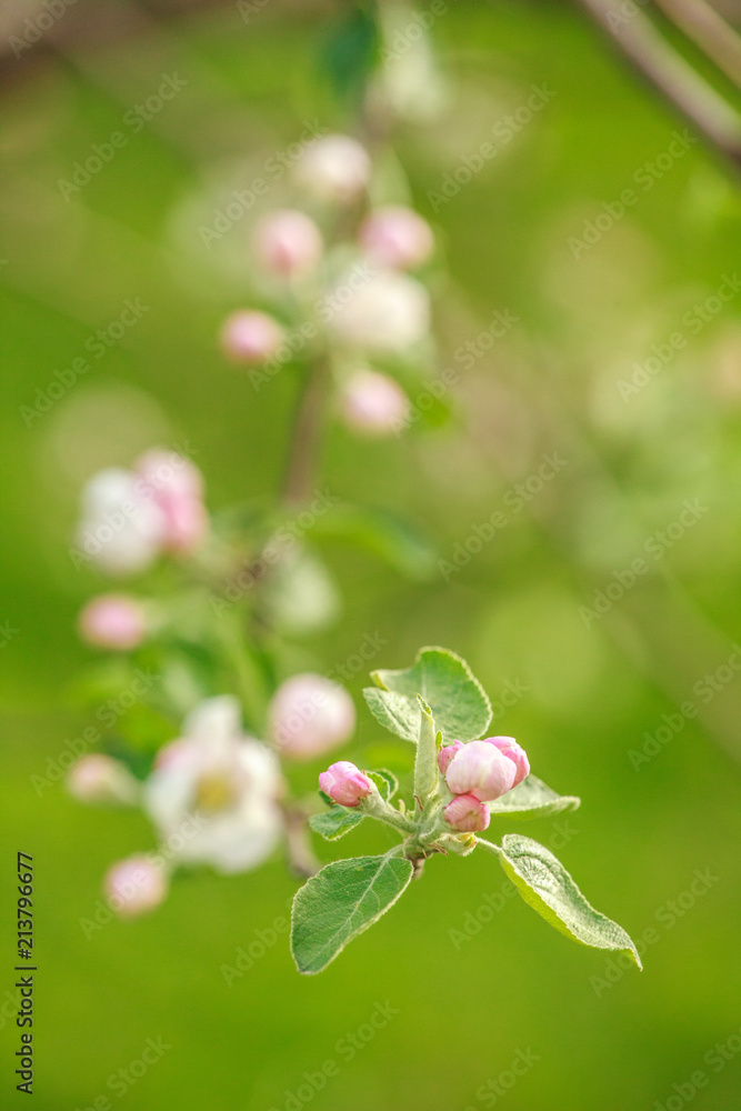 Branches of a blossoming apple-tree against the blue sky Branches of a blossoming apple-tree against the blue sky
