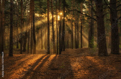 Walk in the forest. Morning. Sun rays.