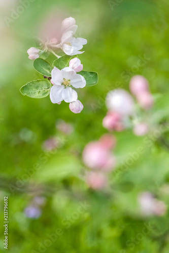 Branches of a blossoming apple-tree against the blue sky