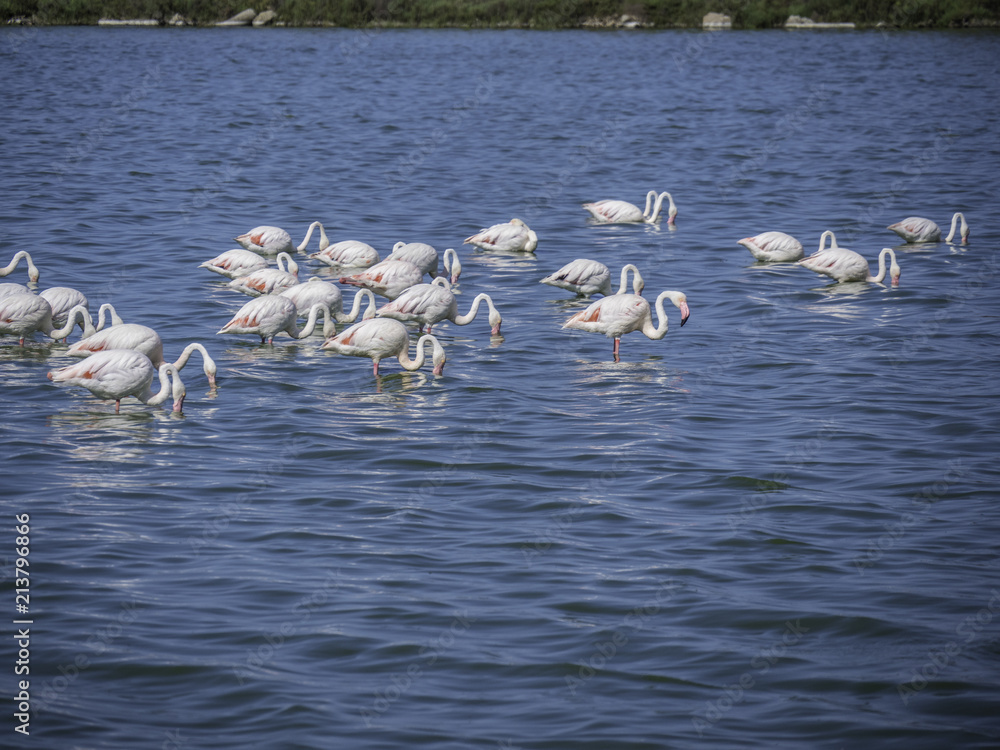 School of flamingos feeding in the lake