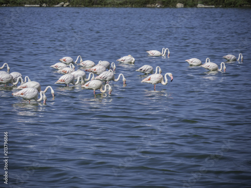 Obraz na płótnie School of flamingos feeding in the lake w salonie