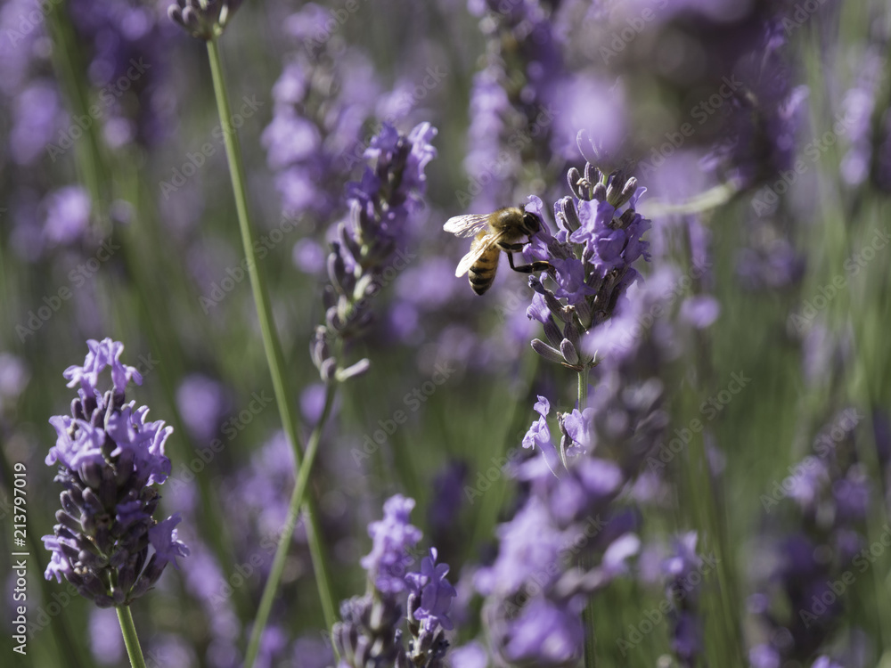 Honey bees feeding on lavender field in Provence, South of France