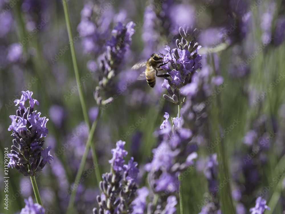Honey bees feeding on lavender field in Provence, South of France