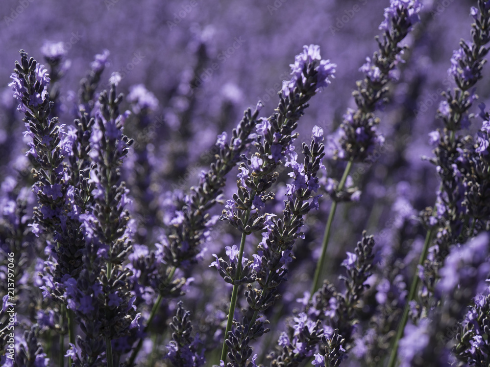 full bloom of lavender in Provence South of France