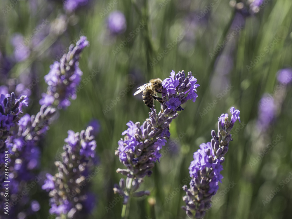 Honey bees feeding on lavender field in Provence, South of France