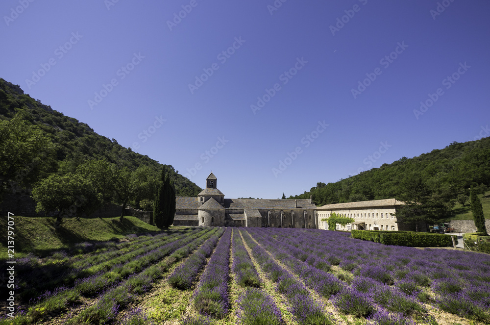 Full blooming of lavender field outside Senanque Abbey in Provence, South of France