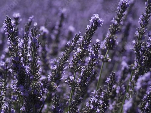 full bloom of lavender in Provence South of France