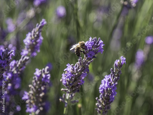 Honey bees feeding on lavender field in Provence, South of France