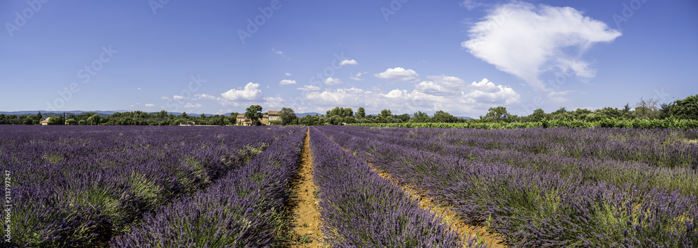 Panoramic landscape of full blooming of lavender field in Provence, South of France