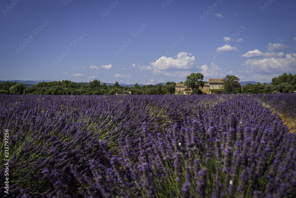 Panoramic landscape of full blooming of lavender field in Provence, South of France
