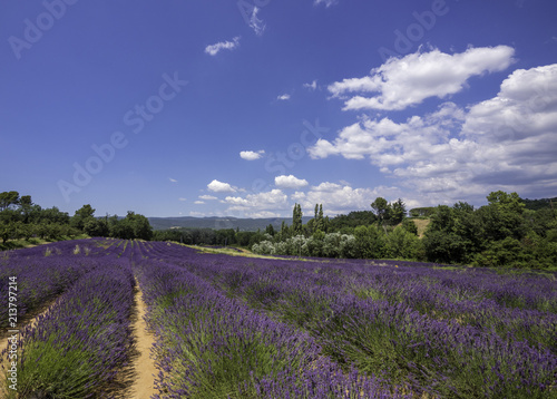 Panoramic landscape of full blooming of lavender field in Provence, South of France