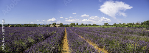 Obraz na płótnie Panoramic landscape of full blooming of lavender field in Provence, South of France w salonie