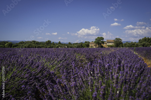 Obraz na płótnie Panoramic landscape of full blooming of lavender field in Provence, South of France w salonie