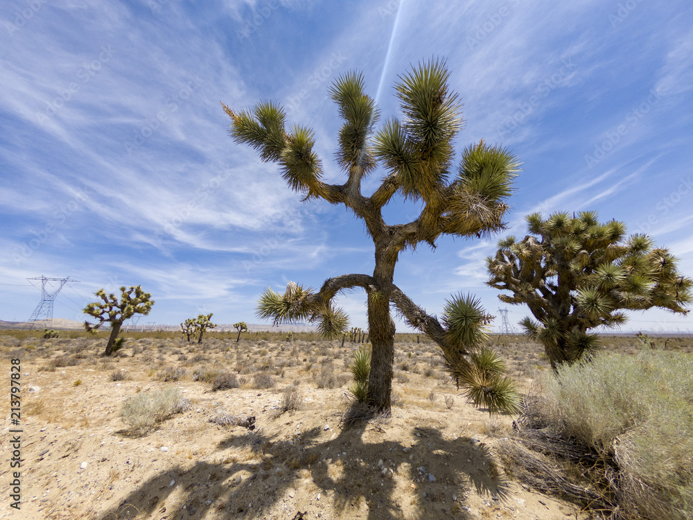 Mojave, Mojave Desert, Joshua Tree, Yucca, California Mojave, Mojave Desert, Joshua Tree, Yucca, California