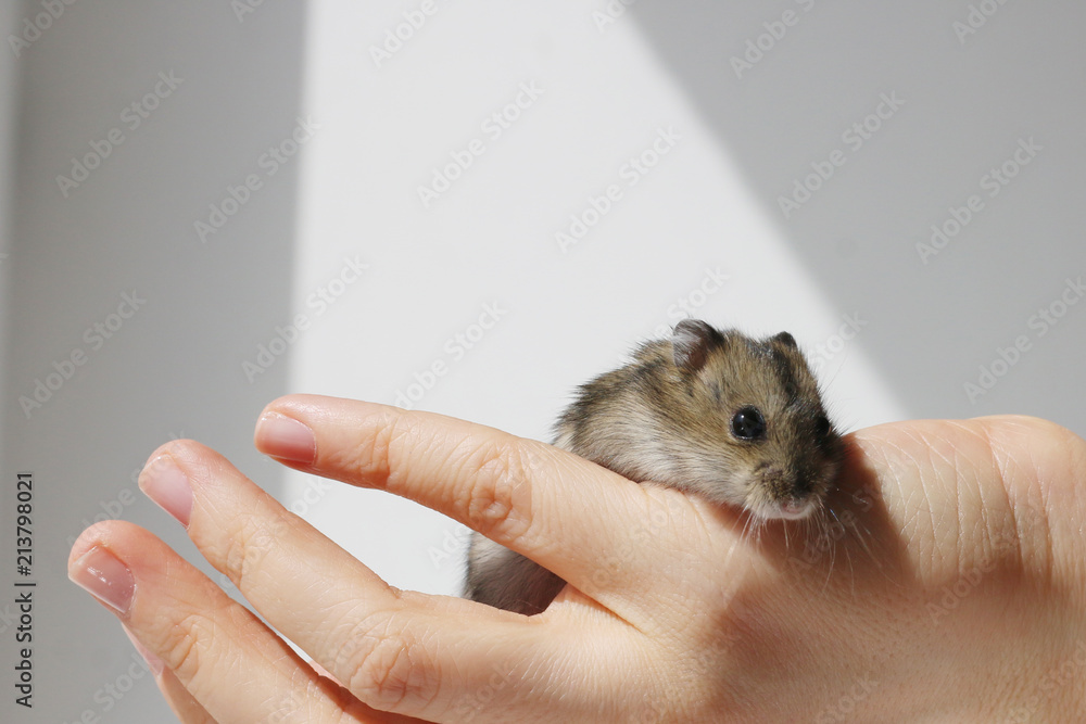 hamster in hand hamster in hand