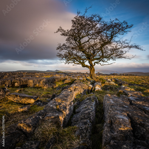 Weathered hawthorn tree in the Yorkshire Dales