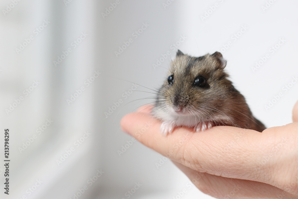 hamster in hand hamster in hand