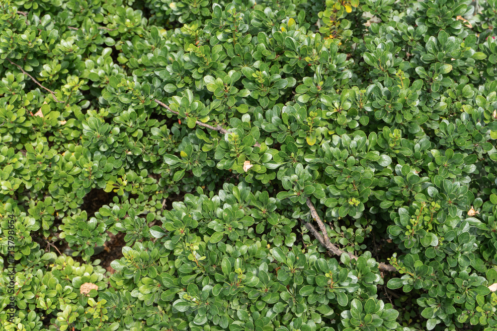 Green natural texture. Background Green natural texture. Background