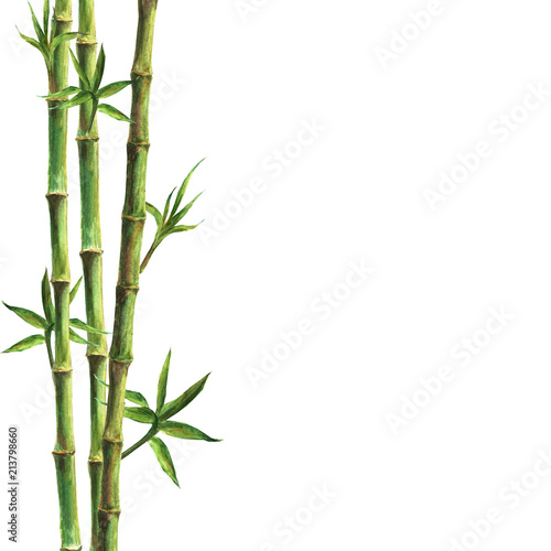 Green bamboo plants on white background