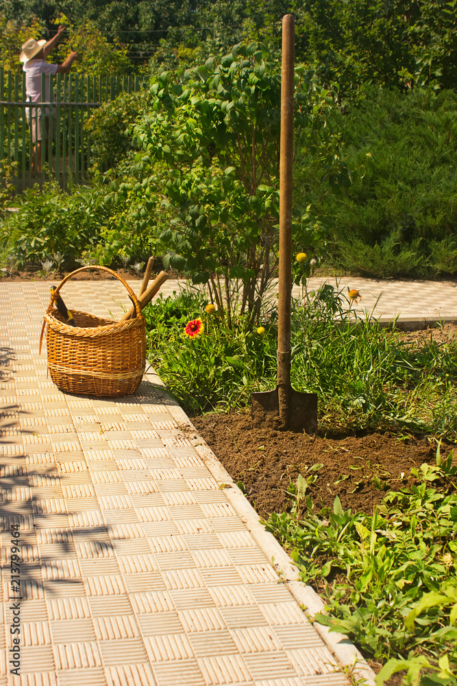 Obraz premium Garden Path in Private Garden. Wicker Bascket and Metal Shovel.Summer Sunny day.