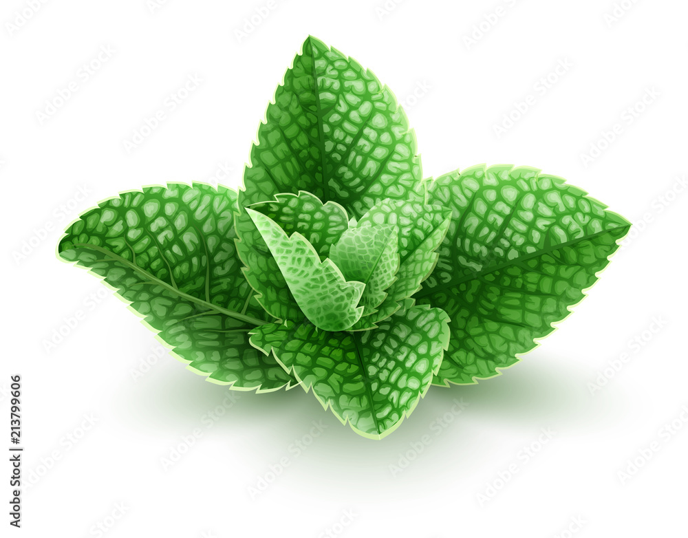 Fresh green mint leaves. Main natural organic ingredient - obrazy, fototapety, plakaty 