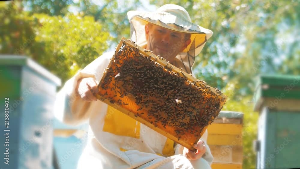beekeeper holding a honeycomb full of bees. Beekeeper inspecting honeycomb frame at apiary. Beekeeping concept slow motion video. beekeeper lifestyle holding a honeycomb full of bees. Beekeeper beekeeper holding a honeycomb full of bees. Beekeeper inspecting honeycomb frame at apiary. Beekeeping concept slow motion video. beekeeper lifestyle holding a honeycomb full of bees. Beekeeper