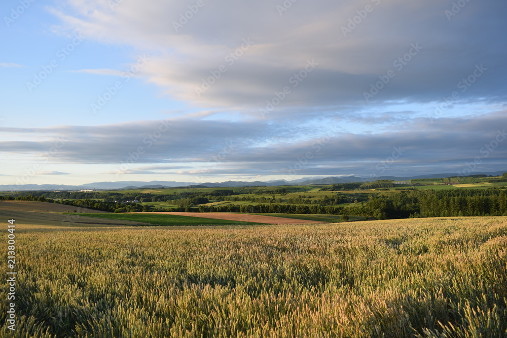 A cloudy sky and wheat field in Hokkaido