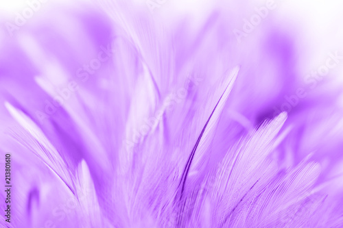 Purple chicken feathers in soft and blur style for background