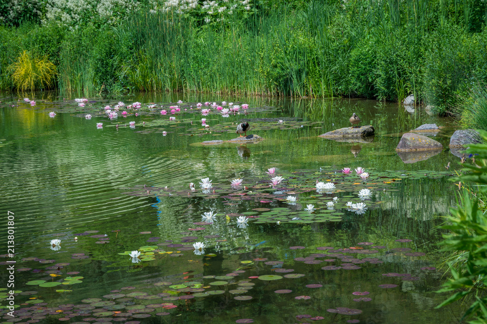 Characteristic lake covered with fuchsia and white water lilies in Trentino Alto Adige, italy Characteristic lake covered with fuchsia and white water lilies in Trentino Alto Adige, italy