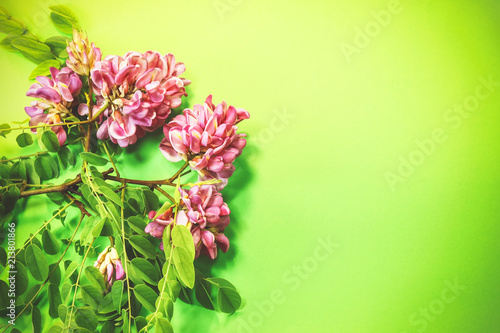 pink acacia on a green background