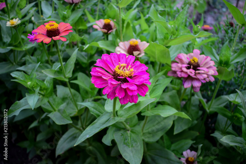 colorful flower in the garden 