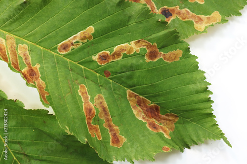 damage to the leaves of the chestnut miner moth (Cameraria ohridella). photo