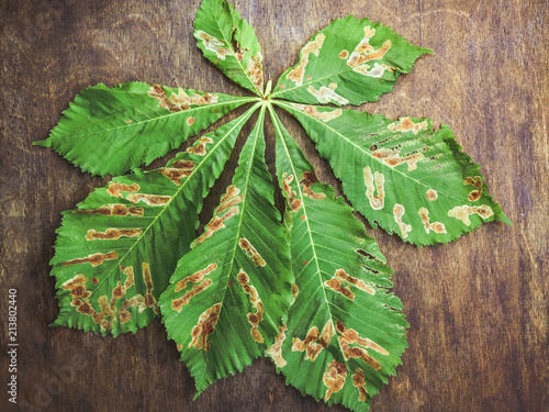 damage to the leaves of the chestnut miner moth (Cameraria ohridella).