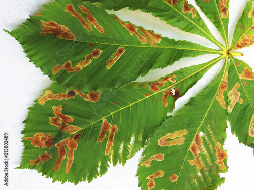 damage to the leaves of the chestnut miner moth (Cameraria ohridella). photo