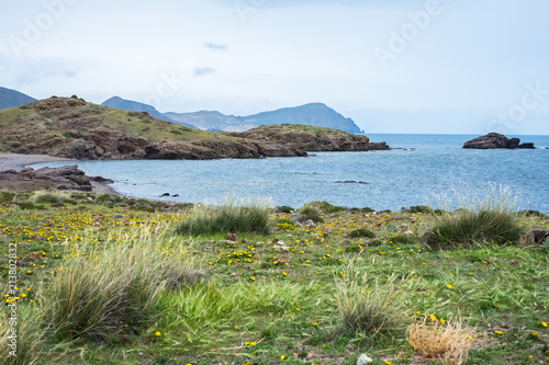 View of beach with plants in the foreground and rocks in the background