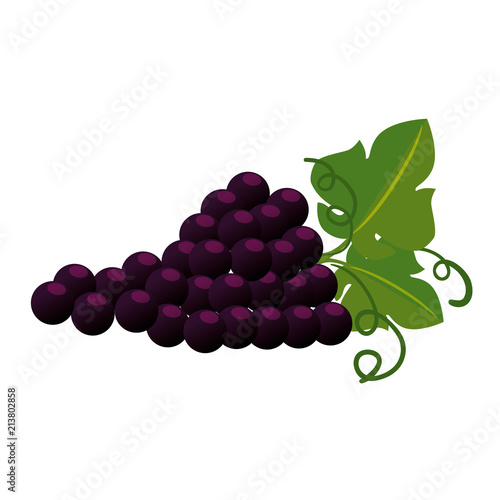 grapes cluster isolated icon