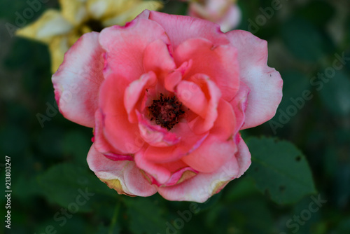 Roses on a bush in a garden. Beautiful vibrant colorful flowers in springtime